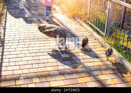 Pfauen laufen mit Touristen am Bürgersteig im Park entlang. Niedliche Tiere in der Natur. Stockfoto