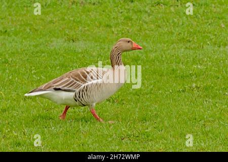 Graugänse auf einer grünen Wiese im Bourgoyen-Naturschutzgebiet, Gent, Belgien Stockfoto