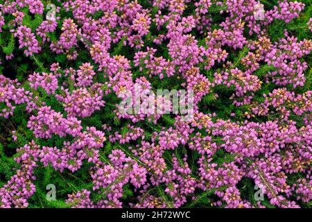 Frische Heidekraut Blumen Nahaufnahme als Hintergrund Draufsicht Stockfoto