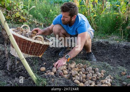 Reifer Mann Bauer Ernte der Kartoffeln auf dem Feld auf dem Bauernhof.. Stockfoto