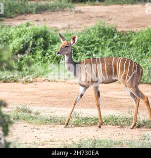 Kleiner Kudu (Tragelaphus imberbis) Weibchen im Tsavo East National Park, Kenia, Ostafrika. Speicherplatz kopieren. Stockfoto