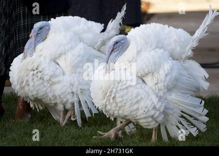 Washington DC, USA. 20th. November 2021. Die 2021 National Thanksgiving Turkey und ihre Stellvertreter sind bei der 74th National Thanksgiving Turkey Präsentation im Rosengarten des Weißen Hauses, in Washington, DC, USA, am 19. November 2021 zu sehen. Die 2021 National Thanksgiving Turkey und deren Stellvertreter, genannt 'Erdnussbutter' bzw. 'Jelly', wurden in der Nähe von Jasper, Indiana, aufgezogen. Die Begnadigung ist eine jährliche Tradition, die vor dem Erntedankfest stattfindet. Quelle: Abaca Press/Alamy Live News Stockfoto