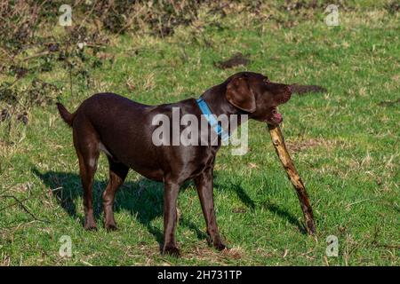 labrador Rentner Hund kaut einen Stock, Labradinger oder Springerdor Springador Cross gezüchtet Rüde mit großen Stock, labrador Spinger Spaniel Kreuz mit Spielzeug Stockfoto