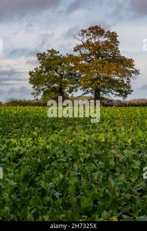 Feld von frischen grünen Pflanzen mit zwei Bäumen stehen gegen den Himmel, einsamer Baum, Baum allein am Horizont, landwirtschaftliche Feld von grünen Pflanzen mit Bäumen Stockfoto