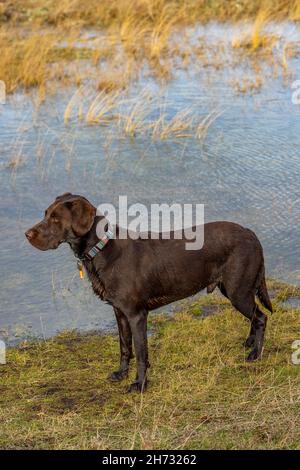 labrador Retriever, springer Spaniel, Cross-Breed, Cross-Breed, Labradinger, Springerdor, Springador, Stockfoto