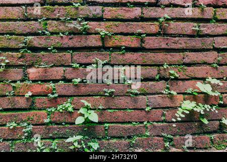 Dark Orange Old Brick Wall Textur Hintergrund mit Gras. Alte Mauer aus rotem Backstein. Stockfoto