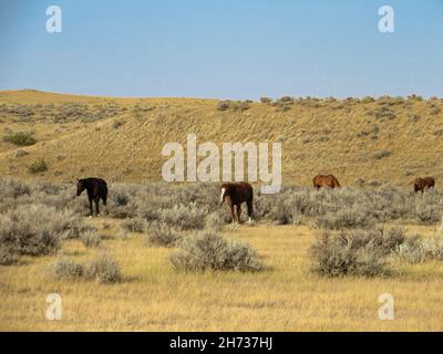 Gruppe von Pferden, die an einem sonnigen Sommertag in den Hügeln von Wyoming, USA, grasen. Stockfoto