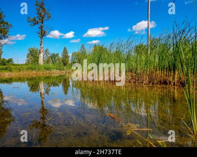 Schöne Reflexe von Bäumen, Vegetation, blauem Himmel und weißen Wolken in einem Teich mit spiegelähnlicher Oberfläche, an einem sonnigen Sommertag. Stockfoto