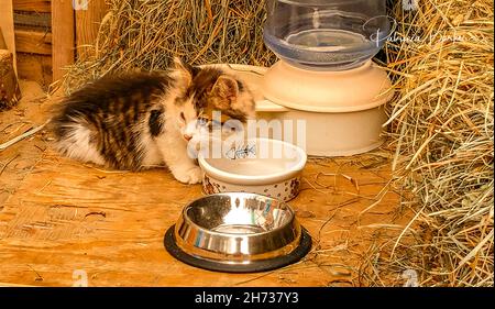 Foto mit Wasserzeichen, auf dem weiße, graue und braune Kätzchen neben dem Heuballen von der Wasserschale wegschauen. Stockfoto