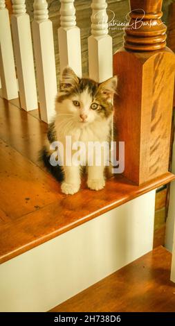 Foto mit Wasserzeichen von verdünntem Calico Kätzchen, das auf einer Holztreppe mit weißem Geländer im Hintergrund sitzt. Stockfoto