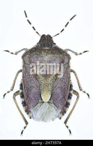 Dolycoris baccarum-Insektenexemplar Stockfoto