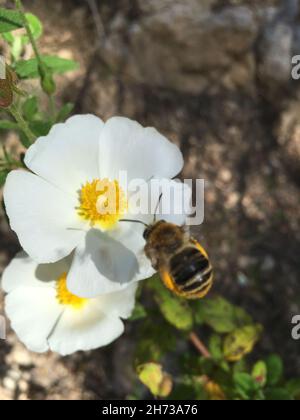 Vertikale Aufnahme einer niedlichen winzigen Hummel, die Pollen aus einer kleinen weißen Blume raubt Stockfoto