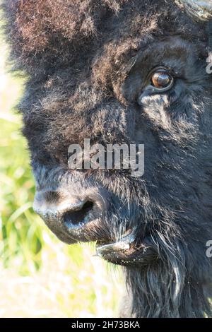 Super Nahaufnahme von Bisons Gesicht sieht überrascht aus Stockfoto