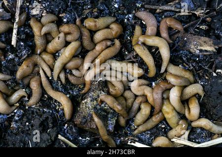 Nacktschnecken im Bauerngarten. Eine große Gruppe von Gastropoda-Nacktschnecken versteckt sich neben einem Gemüsebeet im Garten. Schädlinge von Schnecken, die die Ernte von Pflanzen und Früchten verderben. Stockfoto