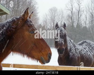 Nahaufnahme von zwei dunkelbraunen, schneebedeckten Pferden draußen an einem verschneiten Wintertag, Bäume im Hintergrund. Stockfoto