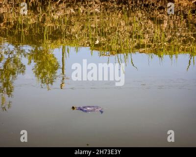 Junge gemalte Schildkröte schwimmend im Teich, mit Reflexen von Bäumen und Vegetation im Wasser. Stockfoto