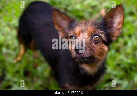 Porträt eines schwarzen älteren Hundes auf dem Rasen. Das Haustier lächelt Stockfoto