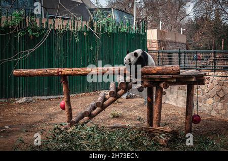 Der riesige Panda schläft im Zoo von Peking. Xicheng, China. Stockfoto