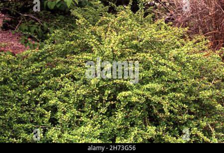 DICHTES LAUB VON BERBERIS THUNBERGII, AUCH BEKANNT ALS JAPANISCHE BERBERITZE, THUNBERGS BERBERITZE ODER ROTE BERBERITZE. AUSTRALIEN. Stockfoto
