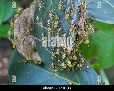 Eastern Yellowjacket Papierwespen hive in grünen Blatt Pflanzenbaum, Gruppe von europäischen Hornisse oder gemeinsame Vespa im Wald, Gelbe und schwarze Streifen auf Insekten Stockfoto