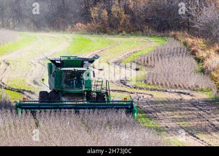 Ein moderner Mähdrescher kann an einem sonnigen Nachmittag ein Feld von Sojabohnen ernten. Stockfoto