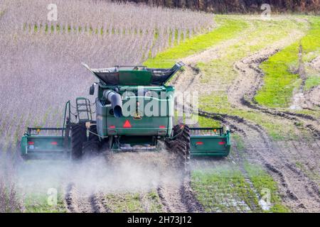 Ein Mähdrescher von John Deere, der ein Feld mit Sojabohnen bearbeitete, ist an einem sonnigen Nachmittag von hinten zu sehen. Stockfoto