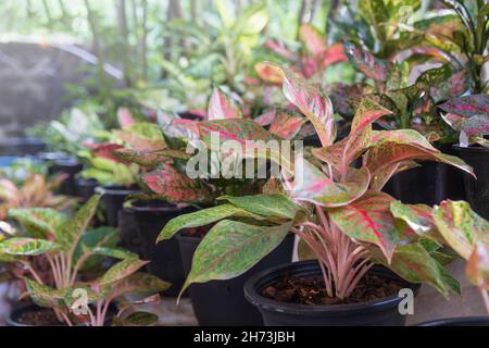 Rote Blätter aglaonema im Regal im Kindergarten Stockfoto