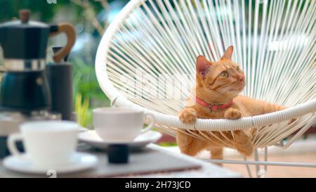 Katze entspannt sich auf einem Plastikrattan-Stuhl Stockfoto