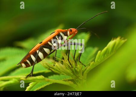 Nahaufnahme des Baumwollfleckers. Dysdercus cingulatus. Stockfoto