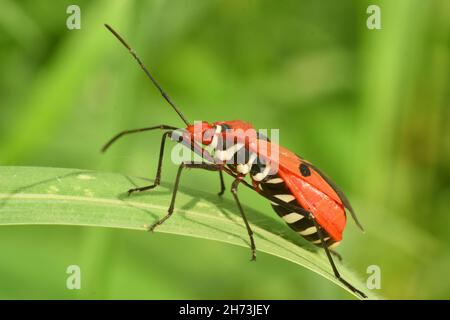 Nahaufnahme des Baumwollfleckers. Dysdercus cingulatus. Stockfoto