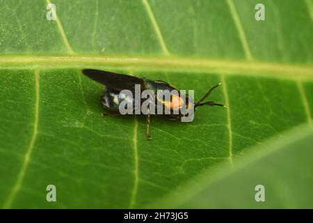 Nahaufnahme einer nicht identifizierten schwarzen Fliege mit orangefarbenem Teil hinter dem Kopf, der auf einem grünen Blatt ruht. Stockfoto