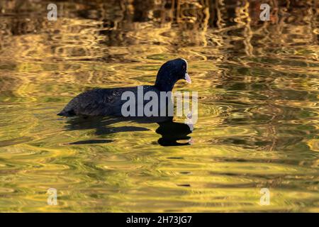 Ausgewachsene Rute (Fulica atra) auf Wasser mit herbstlichen Reflexen Stockfoto