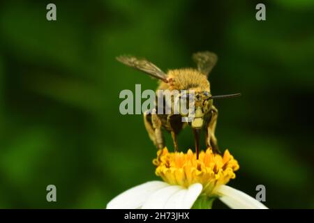 Nahaufnahme der blau gebänderten Biene, die auf einer Blume thront. Amegilla cingulata. Stockfoto