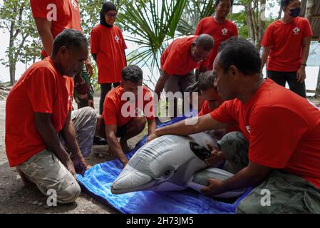 Freiwillige üben die Technik des Umgangs mit einem gestrandeten Meeressäuger-Dummy während einer Trainingseinheit zur Rettung von Meeressäugern.World Wide Fund for Nature (WWF) Indonesien und lokale Autorisierungen organisierten eine Trainingseinheit für Stranded Marine Mammals Handling Techniques für den 'First Responder' am Maimol Beach, Alor. „First Responder“ ist der Begriff für diejenigen, die in der Lage sind, schnell zu reagieren und Strandsäugetiere zu retten und einen Bericht für eine weitere Vorbehandlung zu erstellen. Nach Angaben der Datenbank des WWF Indonesien gibt es seit 2017 31 gestrandete Fälle sowohl für einzelne als auch für Gruppen marine m Stockfoto