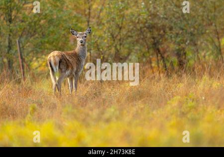 Wild, heimisch, Red Deer Hind oder weiblich, stand bei regnerischem Herbstwetter im farbenfrohen und wunderschönen Glen Strathfarrar, Highlands of Scotland. Ausrichtung c Stockfoto