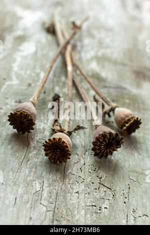 Getrocknete Mohnköpfe ruhen auf einer rustikalen Holzoberfläche mit natürlicher Beleuchtung während einer gemütlichen Nachmittagssituation Stockfoto