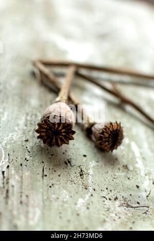 Getrocknete Mohnköpfe ruhen auf einer rustikalen Holzoberfläche mit natürlicher Beleuchtung während einer gemütlichen Nachmittagssituation Stockfoto