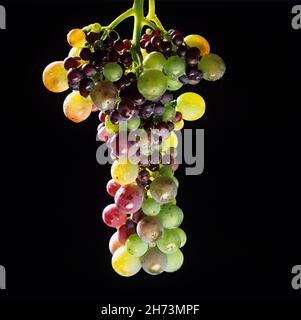 Eine Gruppe verschiedener Trauben mit verschiedenen Farben, Texturen und Reife vor dunklem Hintergrund in einem Studio Stockfoto