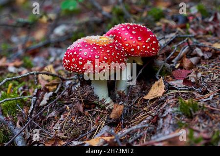 Ein Paar gefleckte Fliegenpilze im Wald Stockfoto