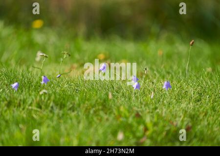 Campanula rotundifolia oder Glockenblume auf einer Sommerwiese in schweden mit Wassertropfen Stockfoto