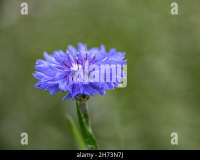 Nahaufnahme der Blume von Corflower Centaurea cyanus 'Zwerg Blue Midget' vor grünem Hintergrund Stockfoto