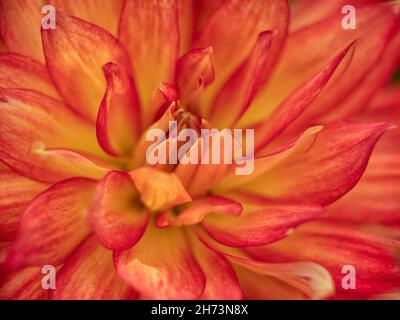 Nahaufnahme der Blume von Dahlia „Sonnenuntergang“ Stockfoto