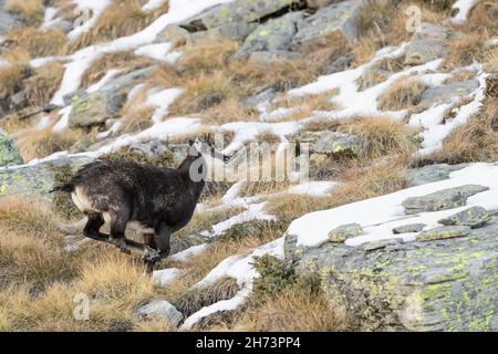 Gämsen auf der Flucht in der alpinen Prärie (Rupiacapra rupicapra) Stockfoto