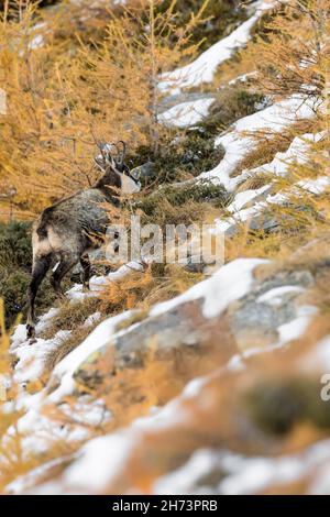 Isolierte Gämsen im Herbstwald (Rupicapra rupicapra) Stockfoto