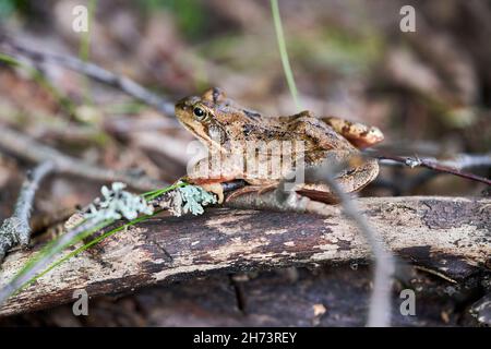 Der gemeine Frosch (Rana temporaria), auch bekannt als der europäische gemeine Frosch, europäischer gemeiner brauner Frosch oder europäischer Grasfrosch, der auf einem Ast in t sitzt Stockfoto