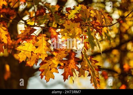 Herbsteiche Blätter Nahaufnahme auf dem Baum hinterleuchtet Stockfoto