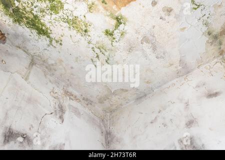 Moos- und Moldflecken an der Decke an der Wand aufgrund schlechter Belüftung und hoher Luftfeuchtigkeit. Gesundheitsschädlich. Stockfoto