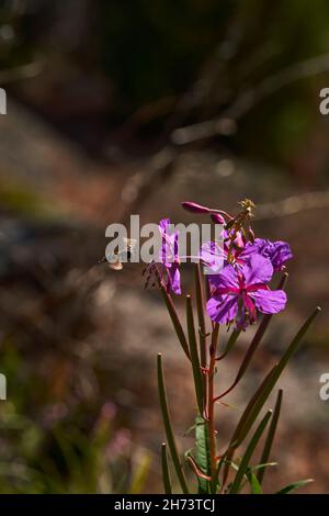Die wilde Heilpflanze. Feuerkraut. Epilobium angustifolium. Chamerion angustifolium. Biene auf der Blume, sammeln Nektar. Geringe Schärfentiefe. Stockfoto