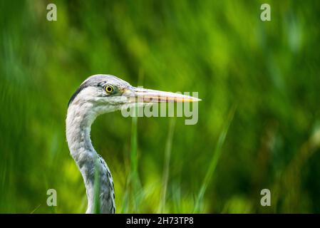 Graureiher (Ardea cinerea) Stockfoto
