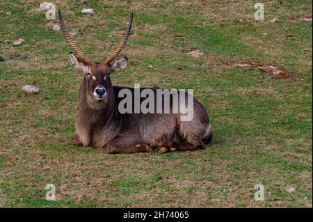 Wilde Säugetiere in ihrer natürlichen Umgebung - natürliche Umgebung. Stockfoto